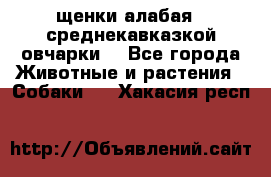 щенки алабая ( среднекавказкой овчарки) - Все города Животные и растения » Собаки   . Хакасия респ.